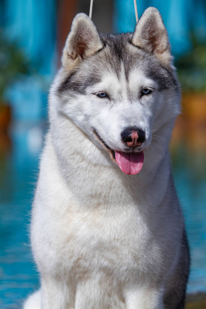 A mature Siberian husky female dog is sitting near a big pool. The background is blue. A bitch has grey and white fur and blue eyes. She looks forward. - Photo, Image