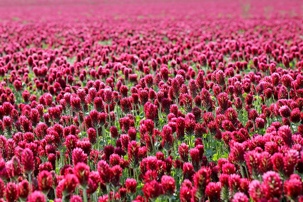 Field of red clover close up. - Photo, Image