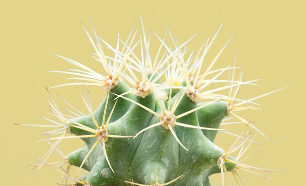 Cacti colorful fashionable mood. Trendy tropical Neon Cactus plant on Yellow Color background. - Photo, Image