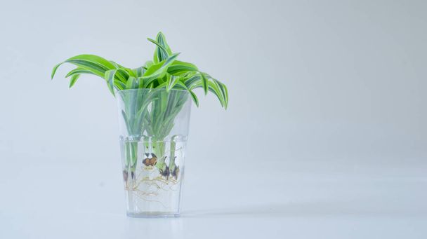 korzeń zielonego kwiatu w szklance wody na białym tle. Izolowane - Zdjęcie, obraz