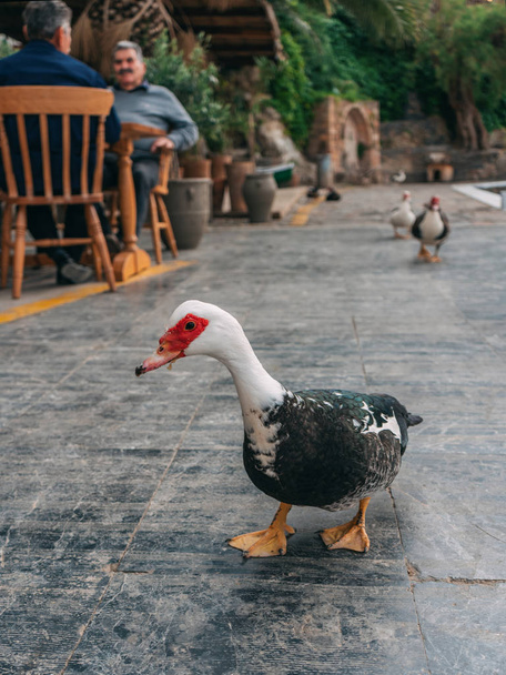 domestic ducks in Greece walk on their territory - Foto, immagini