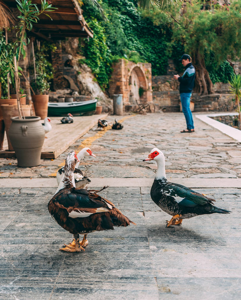 domestic ducks in Greece walk on their territory - 写真・画像