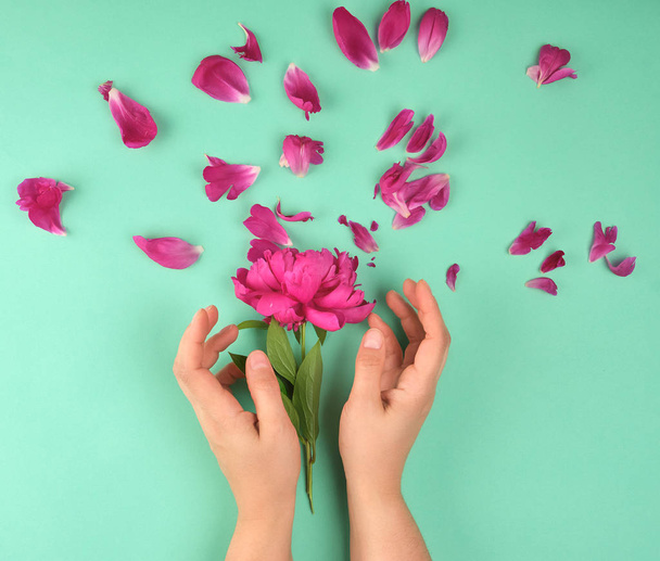 two hands of a young girl with smooth skin and red peony petals  - Photo, Image