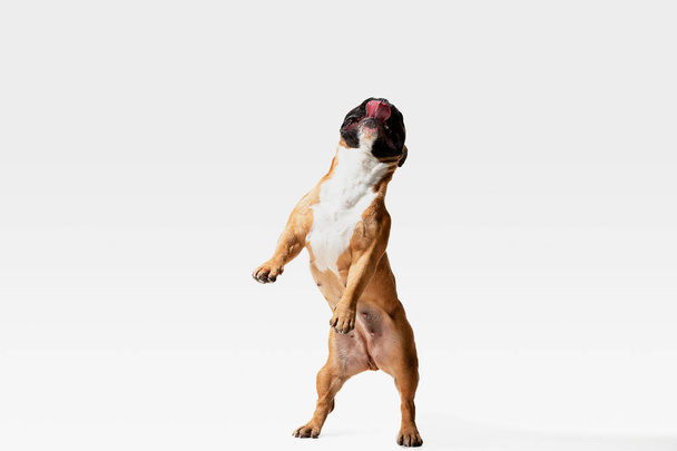 Studio shot of French Bulldog isolated on white studio background - Фото, изображение