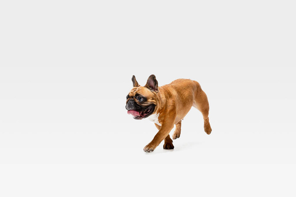 Studio shot of French Bulldog isolated on white studio background - Valokuva, kuva