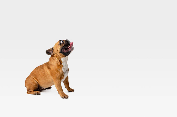 Studio shot Francia Bulldog elszigetelt fehér stúdió háttér - Fotó, kép
