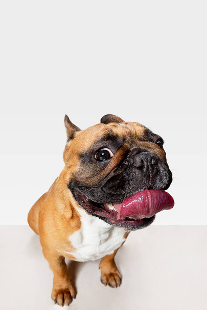 Studio shot of French Bulldog isolated on white studio background - Foto, imagen