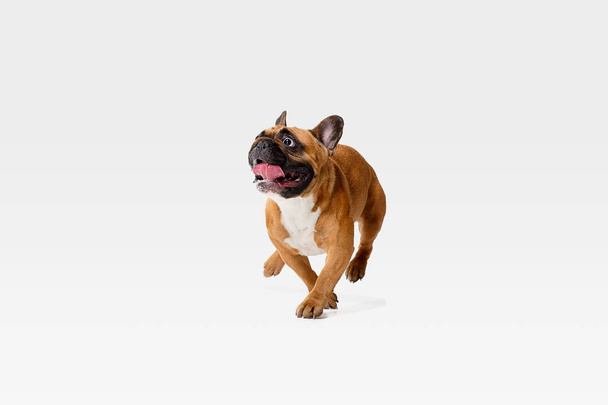 Studio shot of French Bulldog isolated on white studio background - Photo, Image