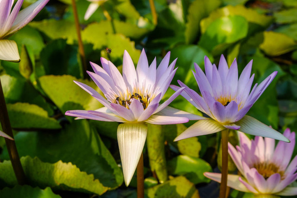 Lotus flower green leaf in pond - Фото, зображення