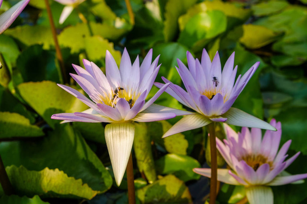 Beautiful lotus flower water flora green leaf - Фото, зображення
