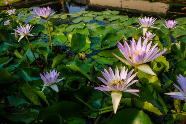 Lotus flower green leaf in pond - Фото, зображення
