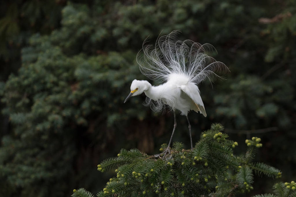 great white heron displaying breeding plumage - Photo, image
