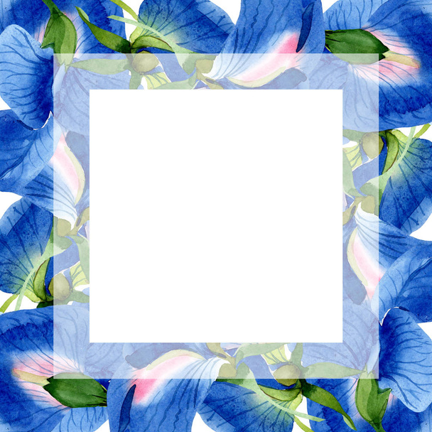 Niebieski słodki groszek kwiatowy kwiatów botanicznych. Akwarela zestaw ilustracji tła. Obramowanie ramy ornament kwadrat. - Zdjęcie, obraz