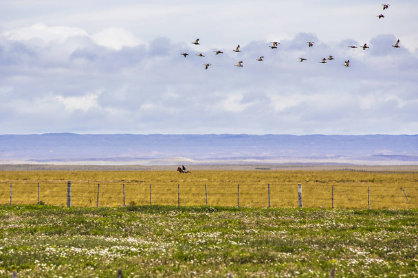 Patagonia, Tierra de Fuego landscape, rider on horseback followed by the flock of birds in the sky, Patagonia, Argentina - Photo, image