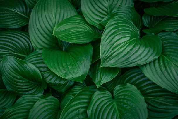les feuilles vertes du jardin arbustif
 - Photo, image