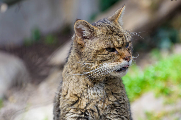 Старая дикая кошка Портрет зоопарка
 - Фото, изображение