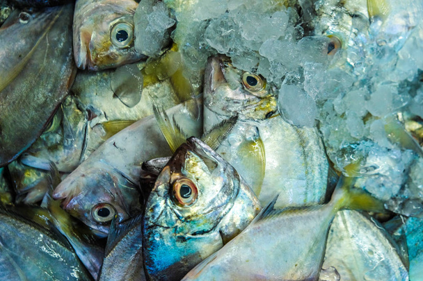 Fresh seafood fish on ice - Photo, Image