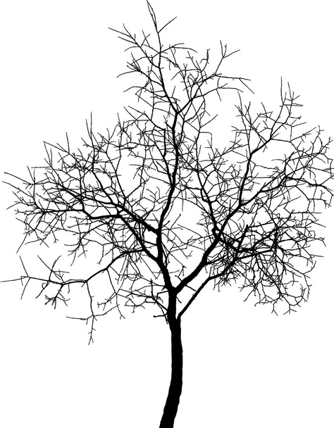 Jovem árvore
 - Vetor, Imagem