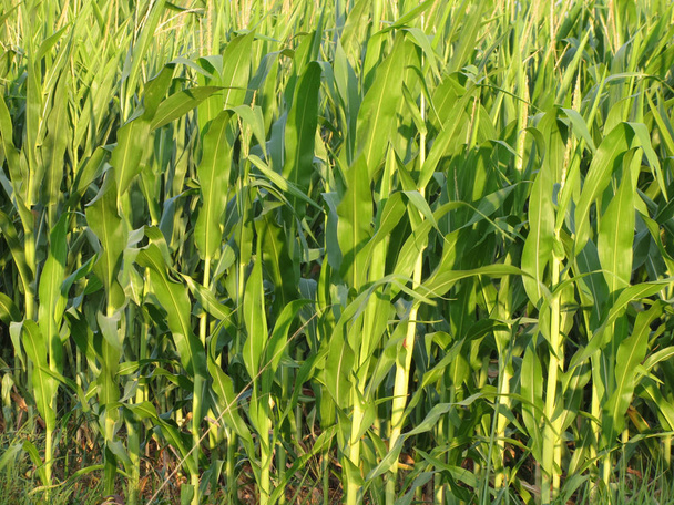 Zielone rośliny kukurydziane rosną oświetlone przez światło słoneczne w lecie - Zdjęcie, obraz
