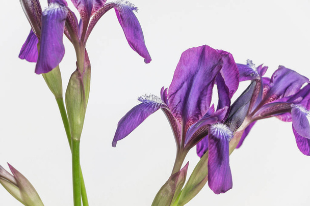 Iris flower op witte achtergrond - Foto, afbeelding