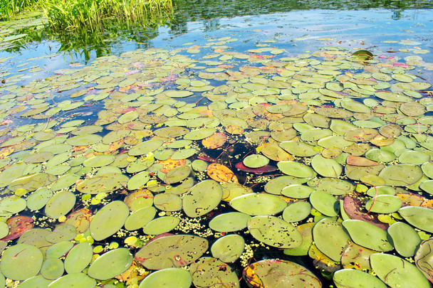Overwoekerde rivier met Lotus planten en riet - Foto, afbeelding