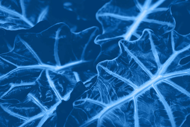 Blue neon tropical leaves background template - 写真・画像