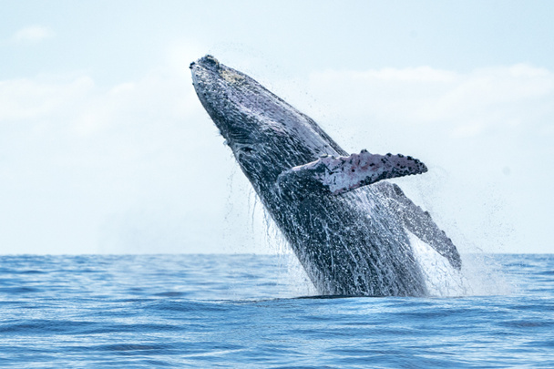 humpback whale breaching in cabo san lucas - Photo, Image