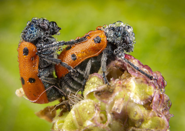 Pareja de escarabajos mariquitas rojas teniendo sexo con fondo verde
 - Foto, Imagen