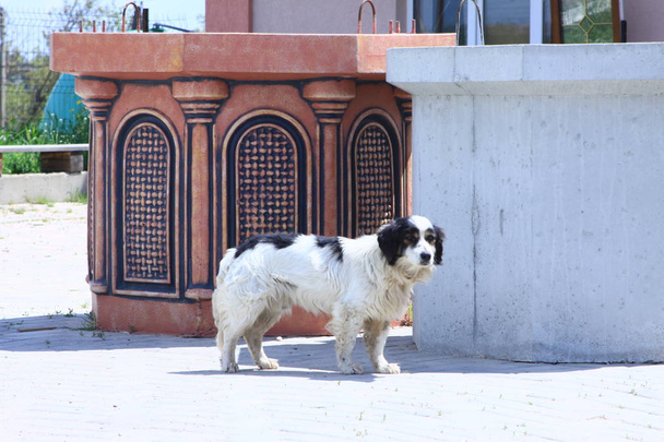 cão branco com manchas pretas e fofas
 - Foto, Imagem