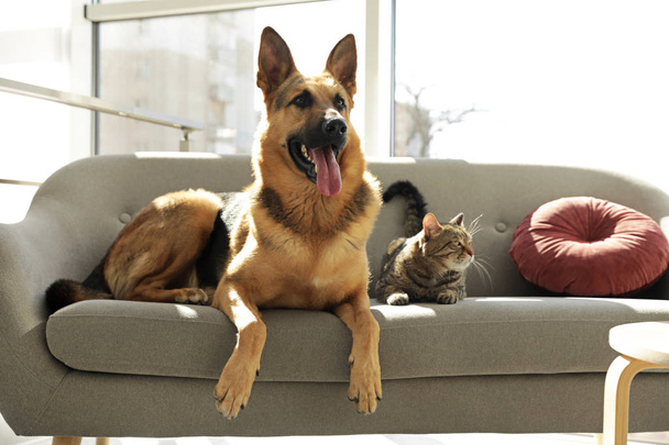 Cat and dog together on sofa indoors. Funny friends - Φωτογραφία, εικόνα