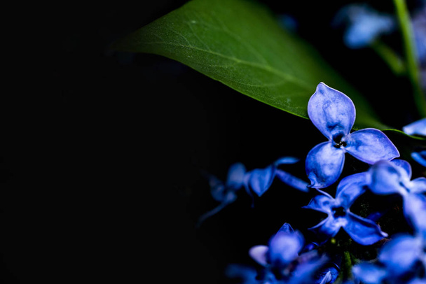 La hermosa flor lila sobre un fondo negro
 - Foto, Imagen