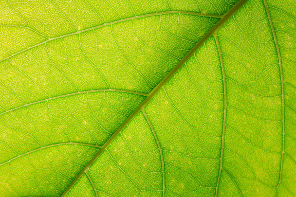 Texture des feuilles - Photo, image