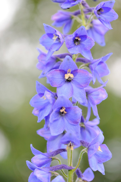 Blue Delphinium Flowers - Foto, imagen