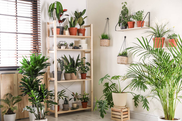 Stylish room interior with different home plants - 写真・画像