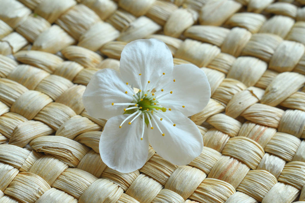 Saman hasırında kiraz çiçeği. Doğal dokuma saman yüzey arka plan. Makro - Fotoğraf, Görsel
