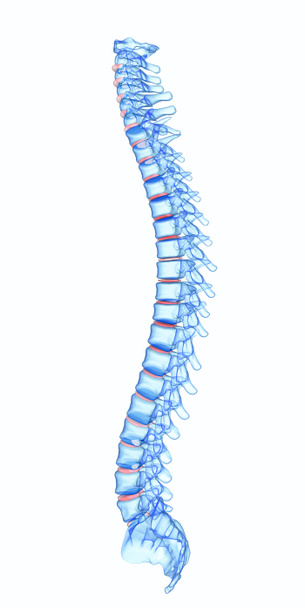 Raggi X colonna vertebrale umana
 - Foto, immagini
