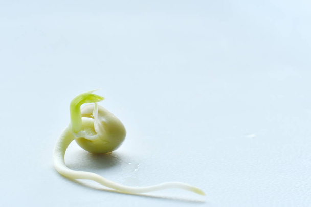芽生えるエンドウ豆。白い背景に豆の芽 - 写真・画像