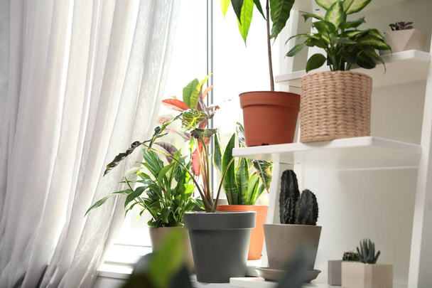 Different green potted plants near window at home - Foto, afbeelding