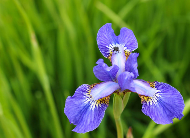 Kever zit op een bloem blad van Iris sibirica - Foto, afbeelding