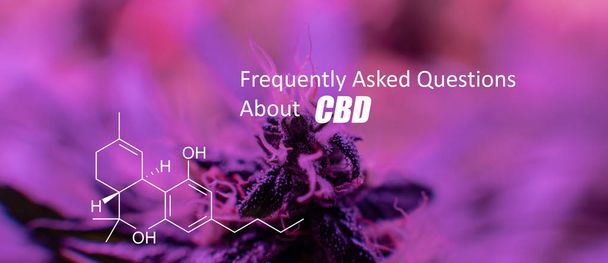Tetrahydrocannabinol (THC) general cannabinoids in marijuana bud - Photo, Image