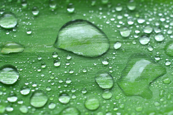 Dew drops on green leaves - Foto, afbeelding