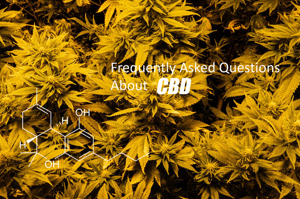 Algemene cannabinoïden van tetrahydrocannabinol (THC) in marihuana Bud - Foto, afbeelding