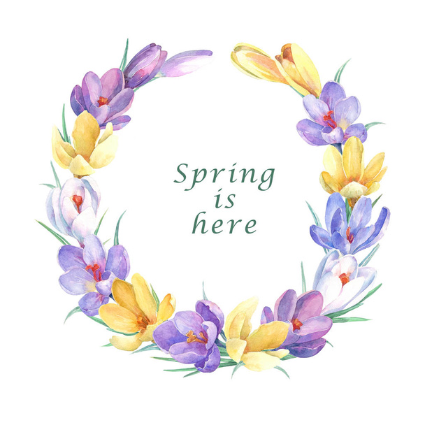 Spring wreath with colorful crocus flowers. Hand painted in watercolor. - Foto, Imagem