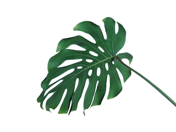 Green fresh monstera leaf isolated on white. Tropical plant - Photo, Image