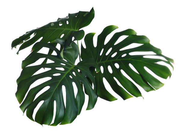 Green fresh monstera leaves on white background. Tropical plant - Zdjęcie, obraz