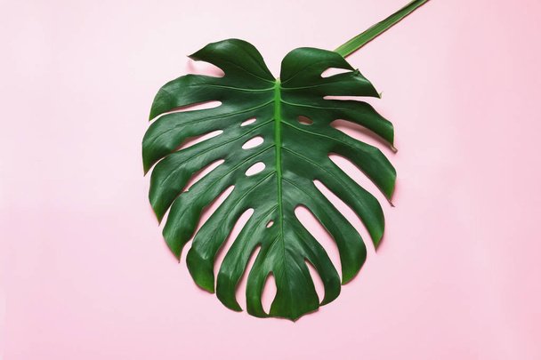Green fresh monstera leaf on color background, top view. Tropical plant - Фото, изображение
