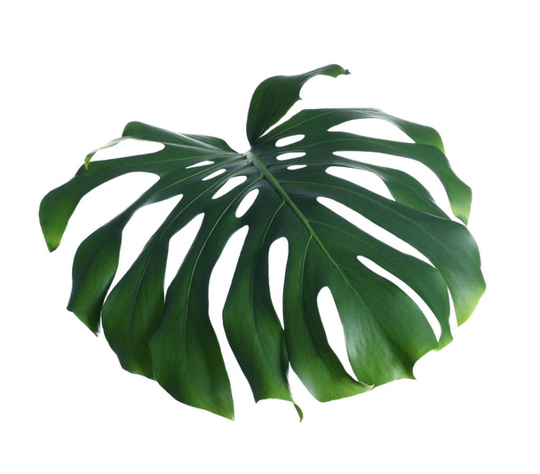 Folha de monstera fresca verde isolada em branco. Plantas tropicais
 - Foto, Imagem