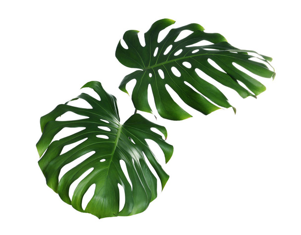Green fresh monstera leaves on white background. Tropical plant - Foto, afbeelding