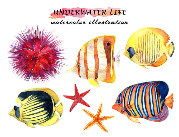 Podmořské životní nastavení-tropické ryby, Hvězdnice a mořský ježka. Předkreslena ruka akvarel. - Fotografie, Obrázek
