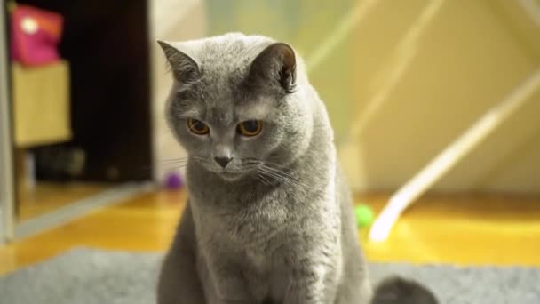 Ritratto di attraente gatto pantalone grigio britannico soffice con occhi gialli su uno sfondo sfocato a casa. Cat si guarda intorno. Approssimazione focale della fotocamera
. - Filmati, video